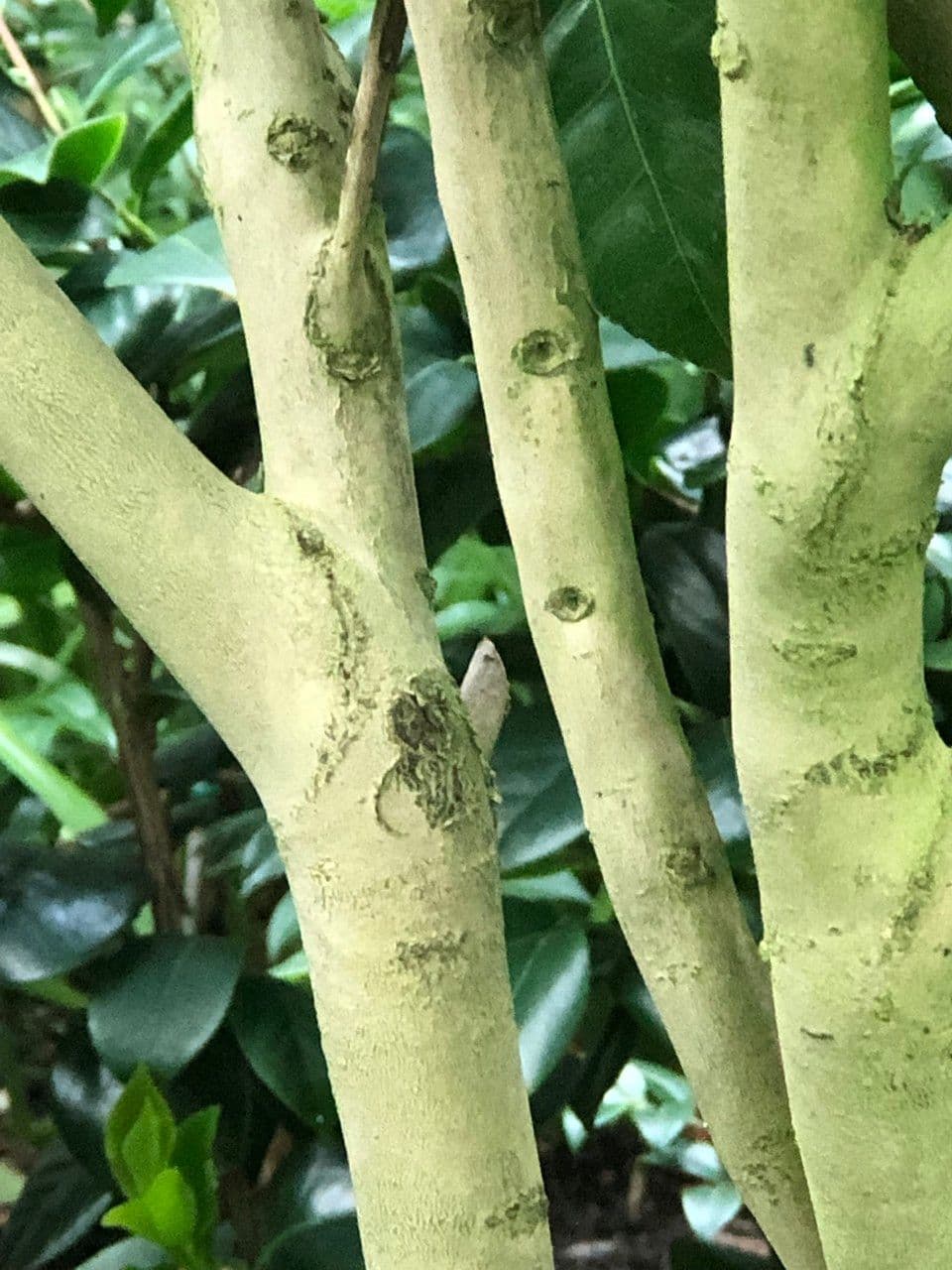 Camelia oleifera 5