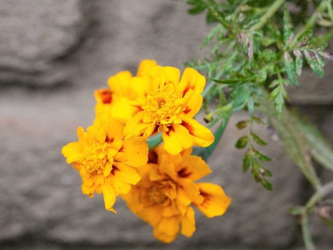Schmalblättrige Studentenblume 15