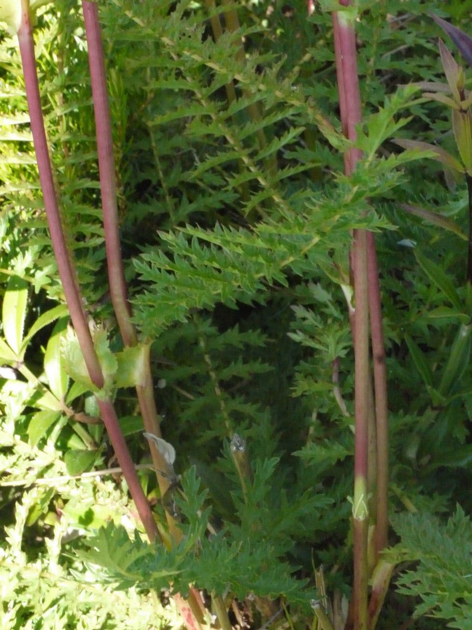 Filipendula comune 28