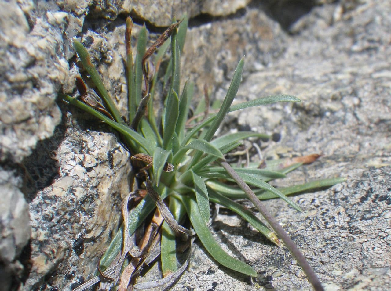 Balia 11