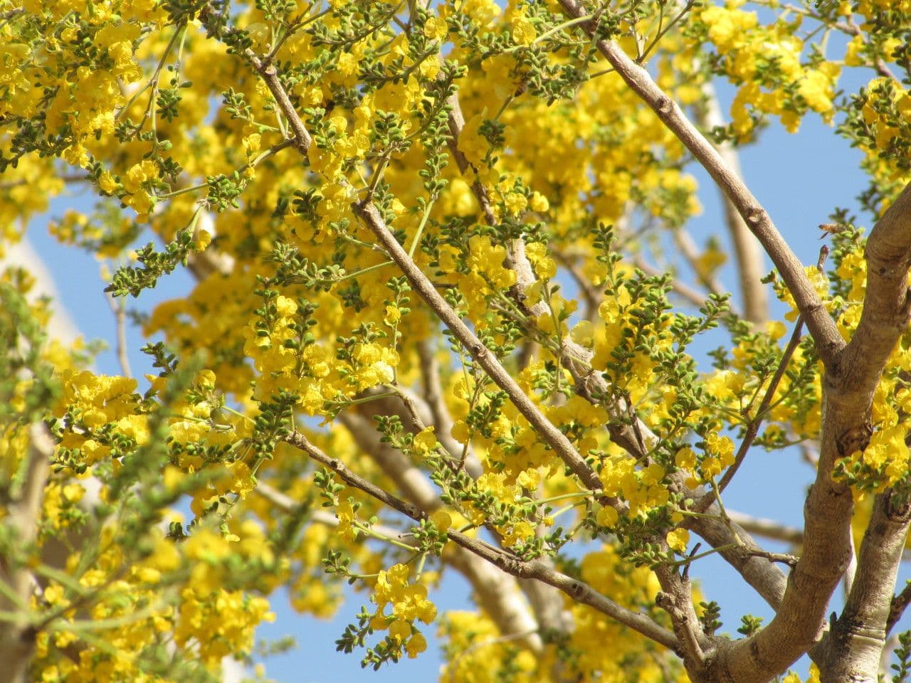 Pterocarpus erinaceus 18