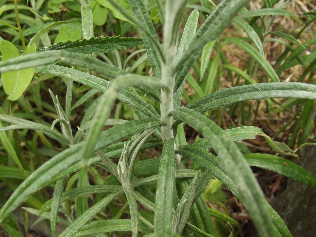Anaphalis 20