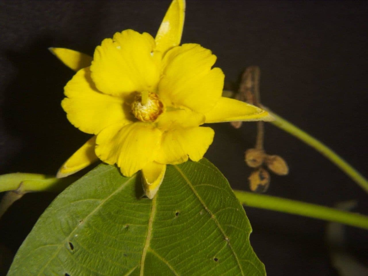 Apeiba 6