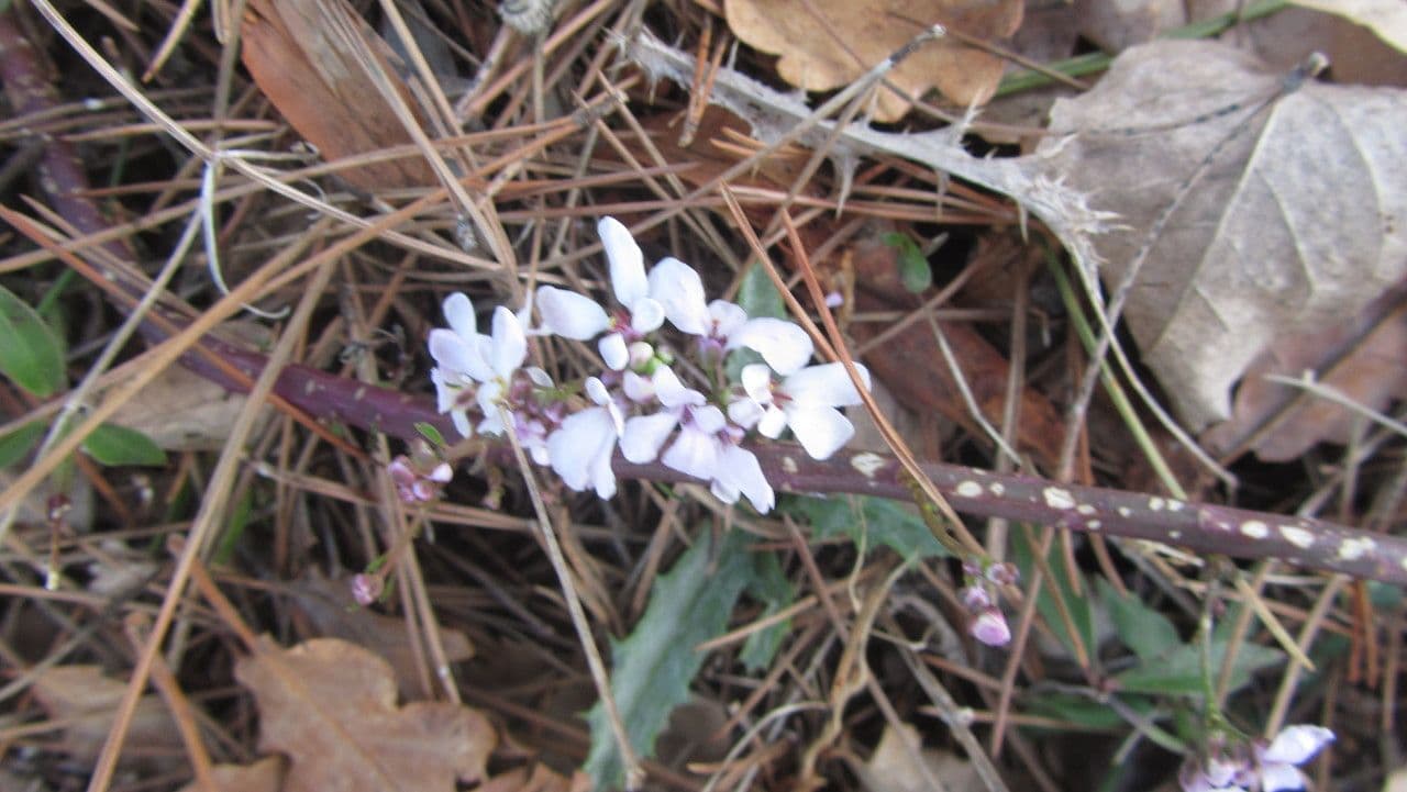 Schiffchenblättrige Schleifenblume 11