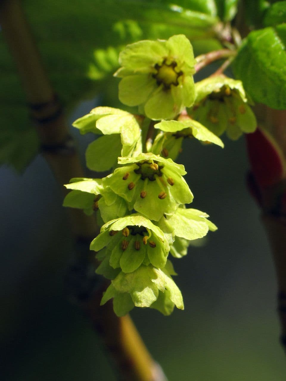 Striped maple 7