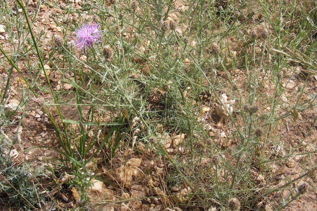 Centaurée paniculée 12