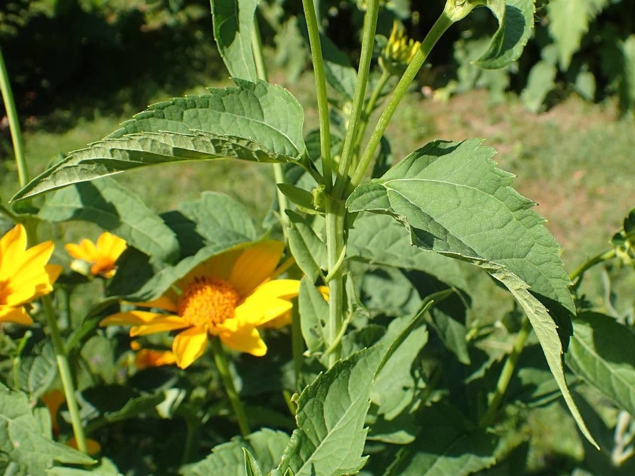 Heliopsis 8