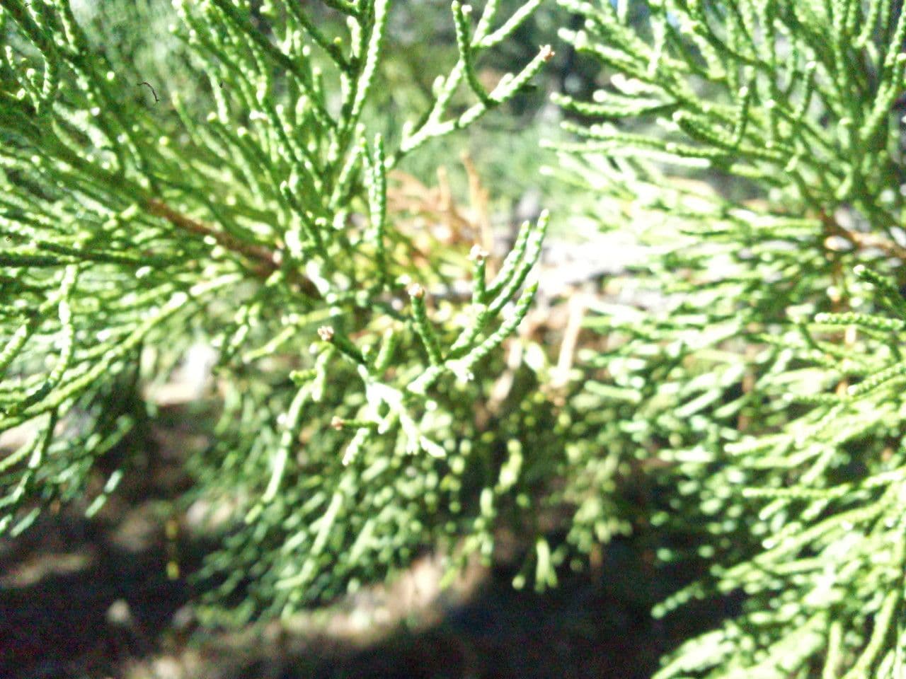 Ginepro occidentale