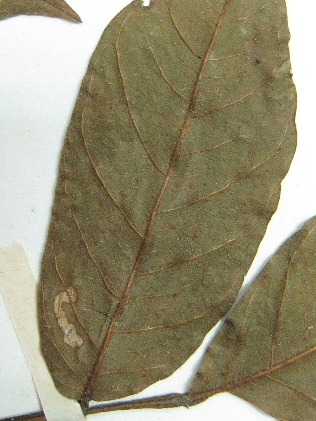 Swartzia 5