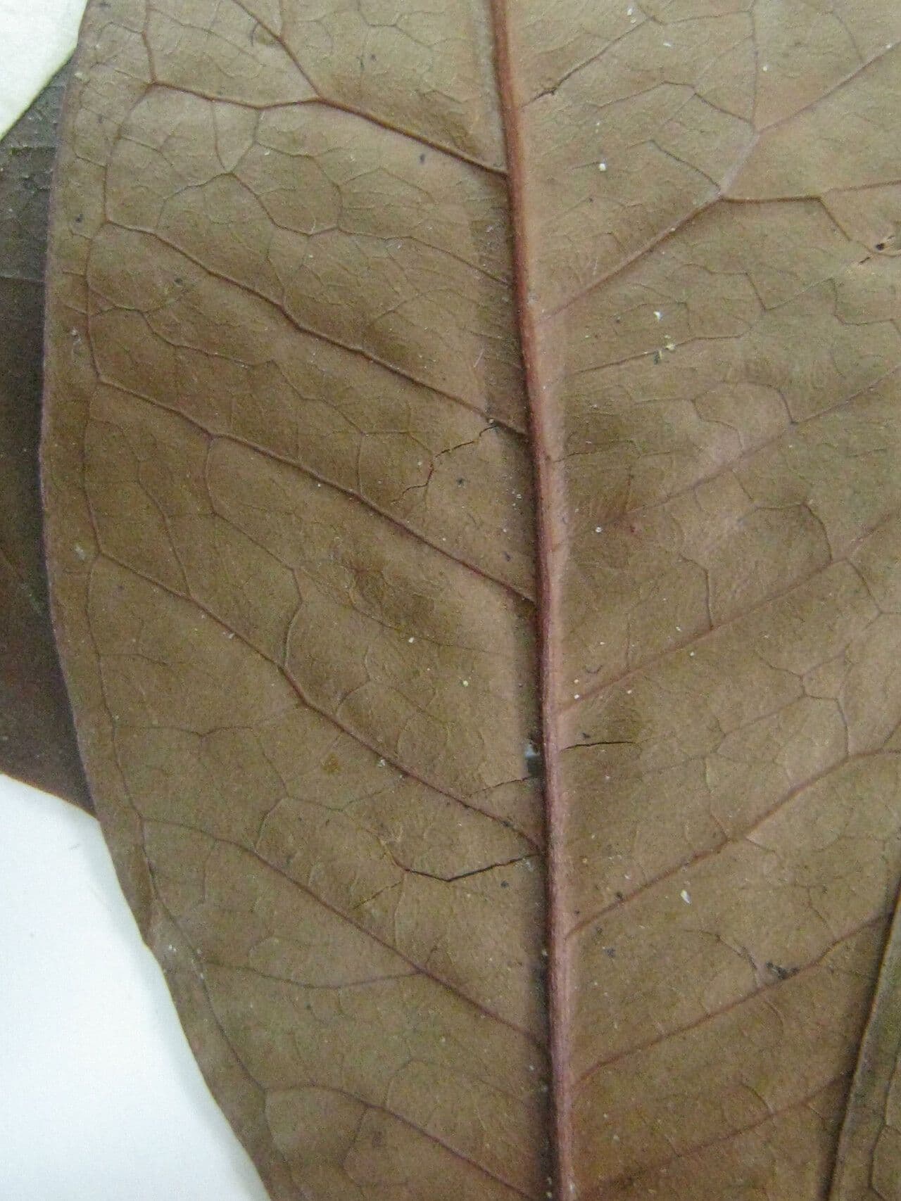 Eugenia 13