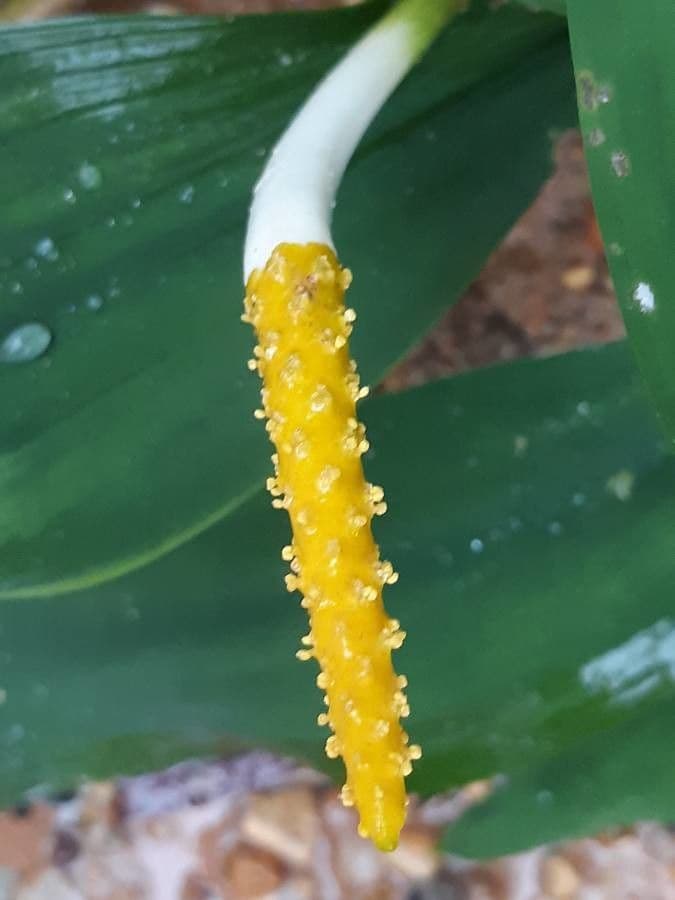 Orontium acquatico