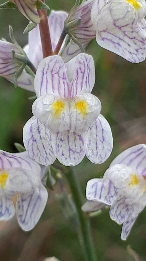 Linaria strisciante 9