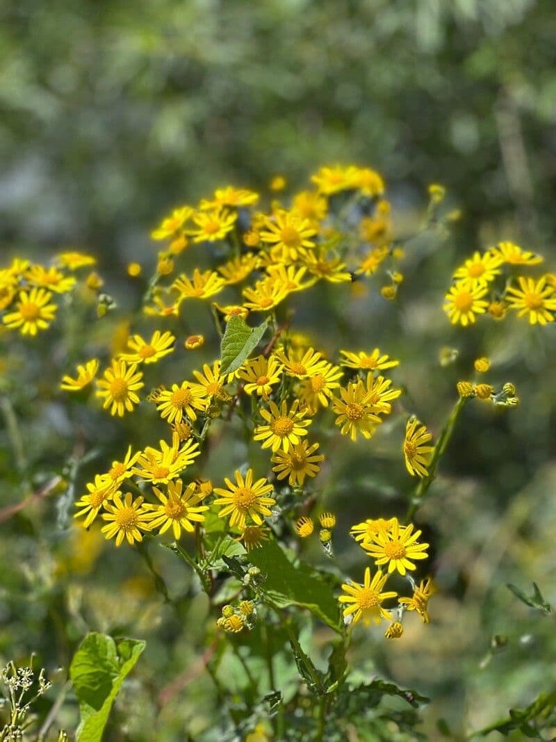 Schmutziges Greiskraut 30