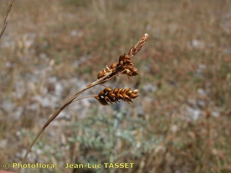 Carex liparocarpos 20