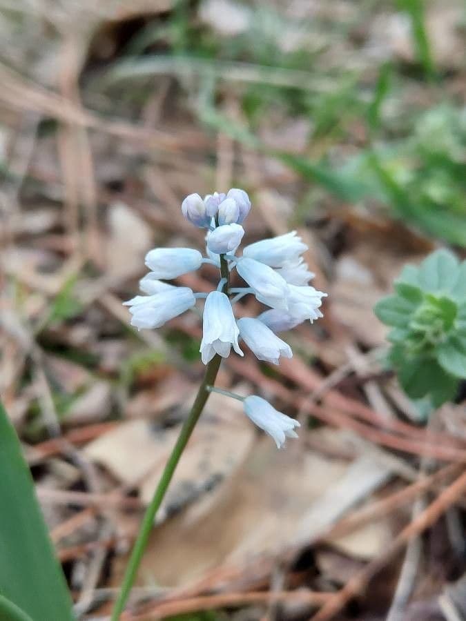 Hyacinthella 3