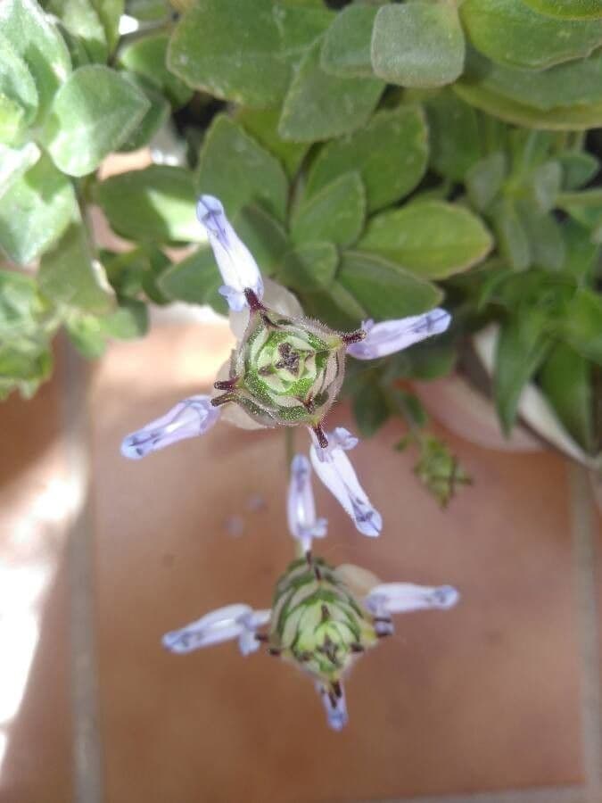 Plectranthus ornato 3