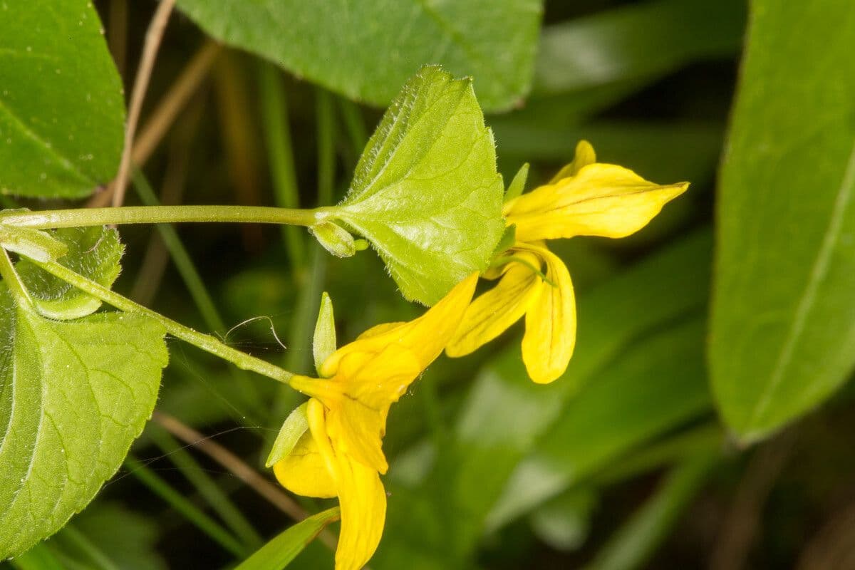 Viola biflora 20