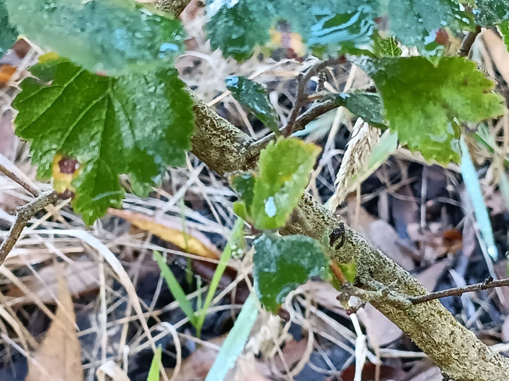 Dwarf hawthorn 6
