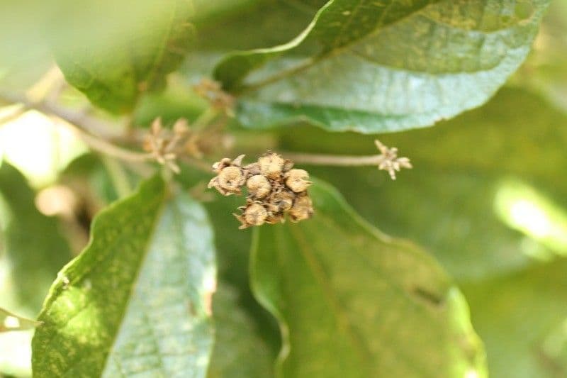 Dombeya 2