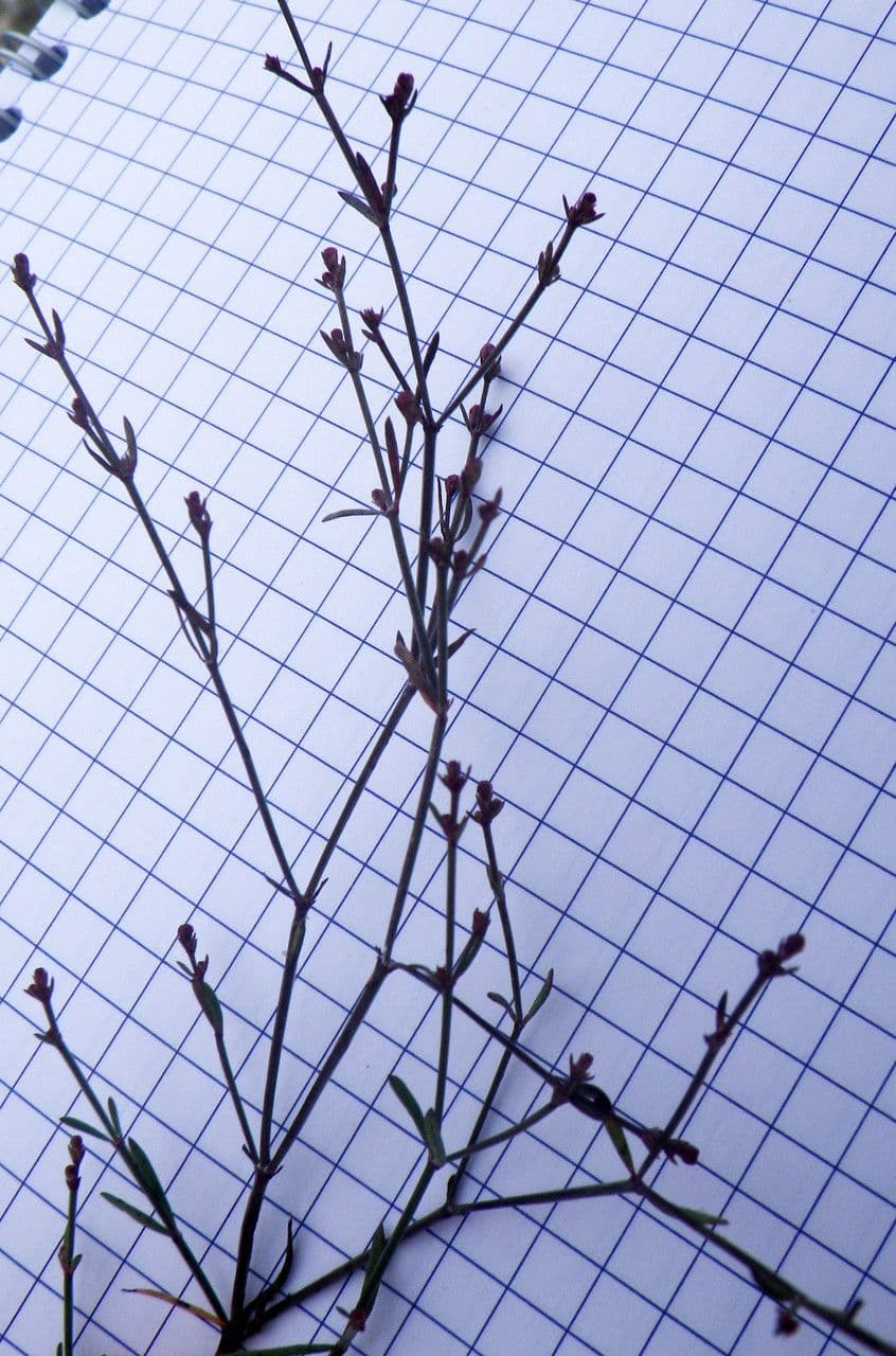 Asperula 3