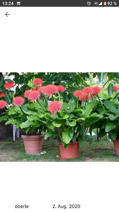 Scadoxus 15