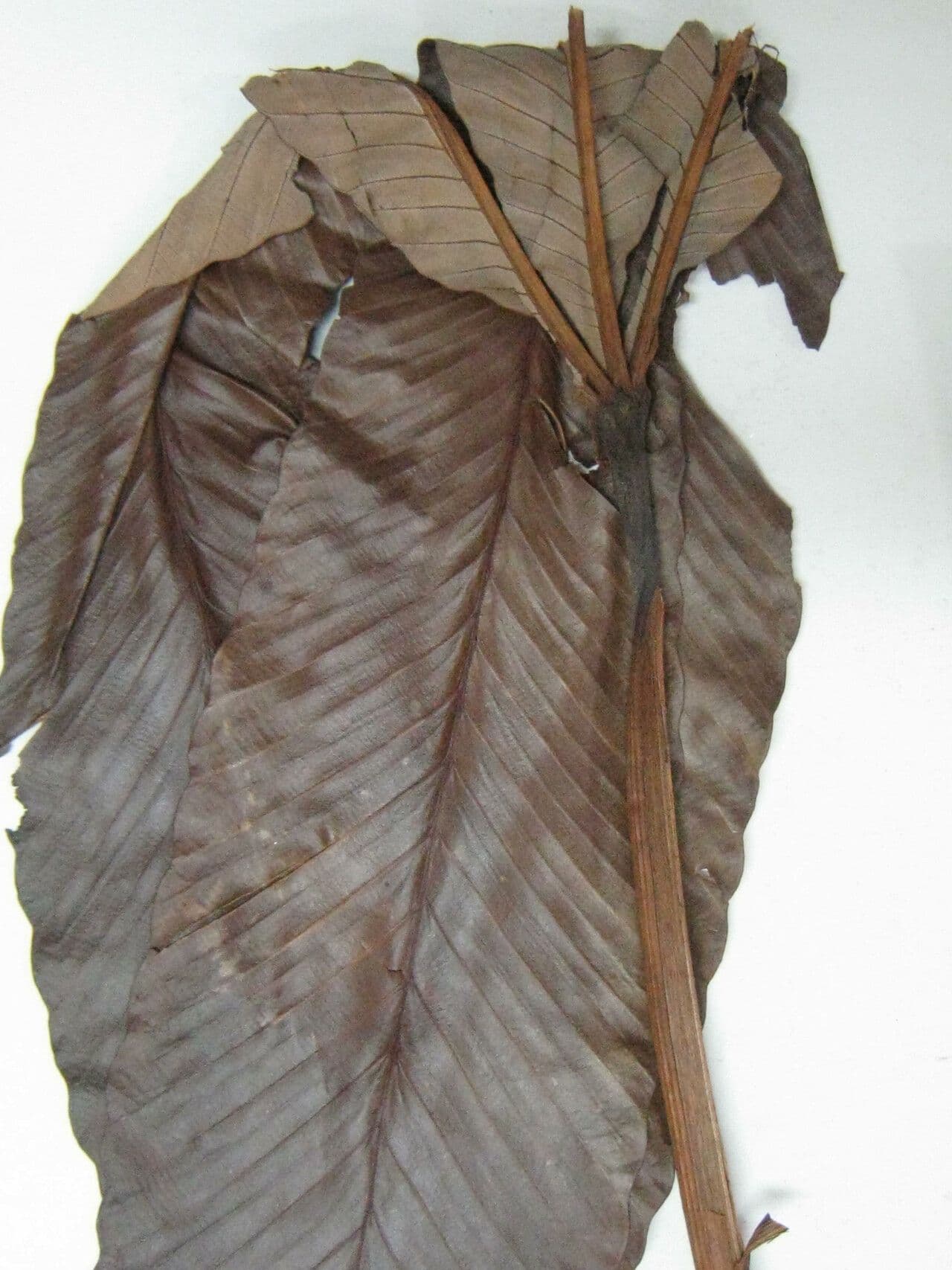 Cecropia 14