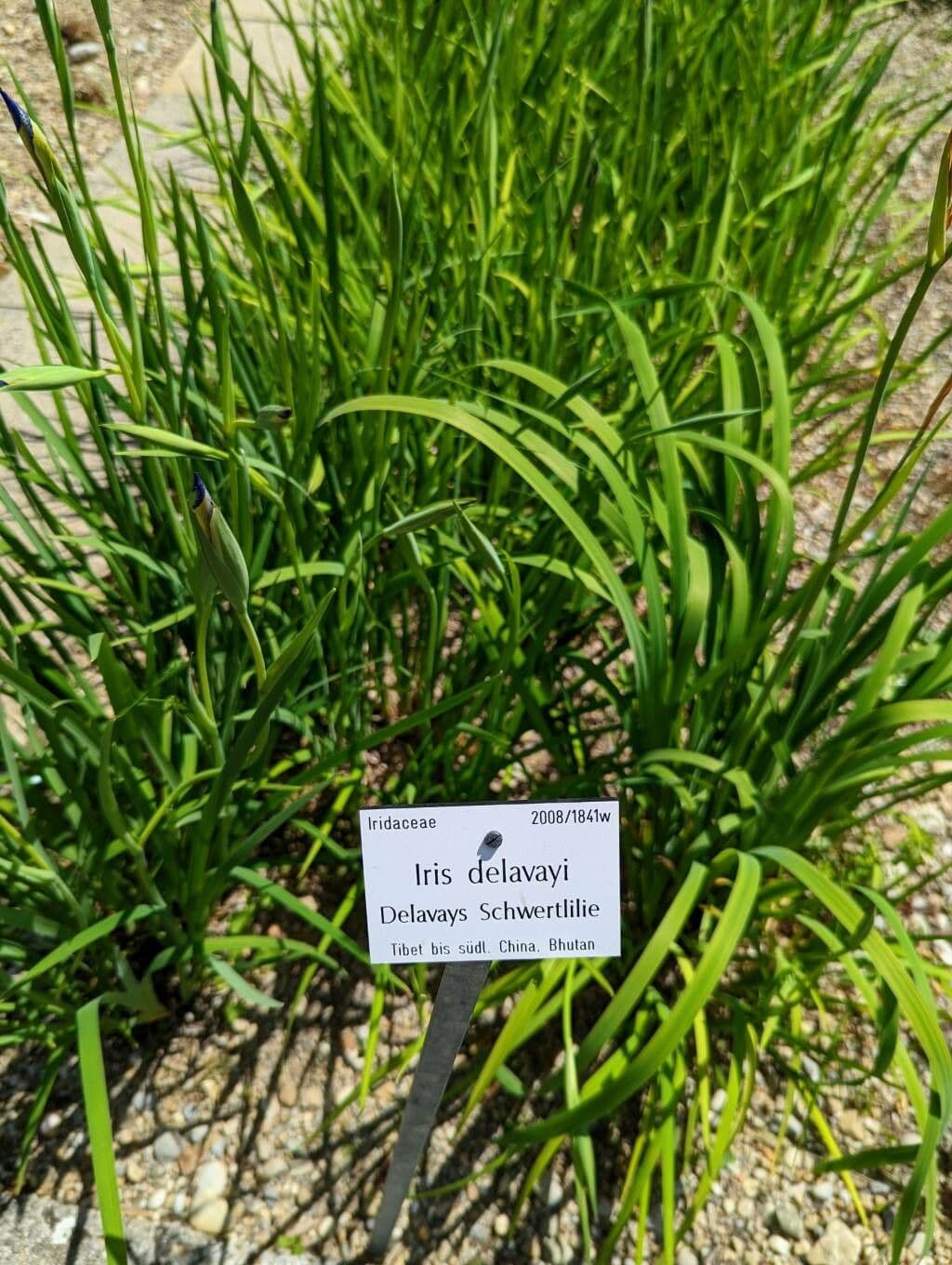 Iris 7