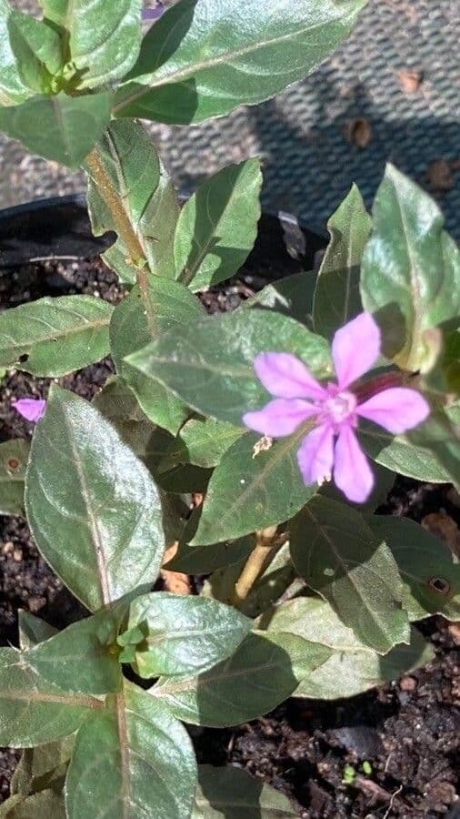 Cuphea strigulosa 8