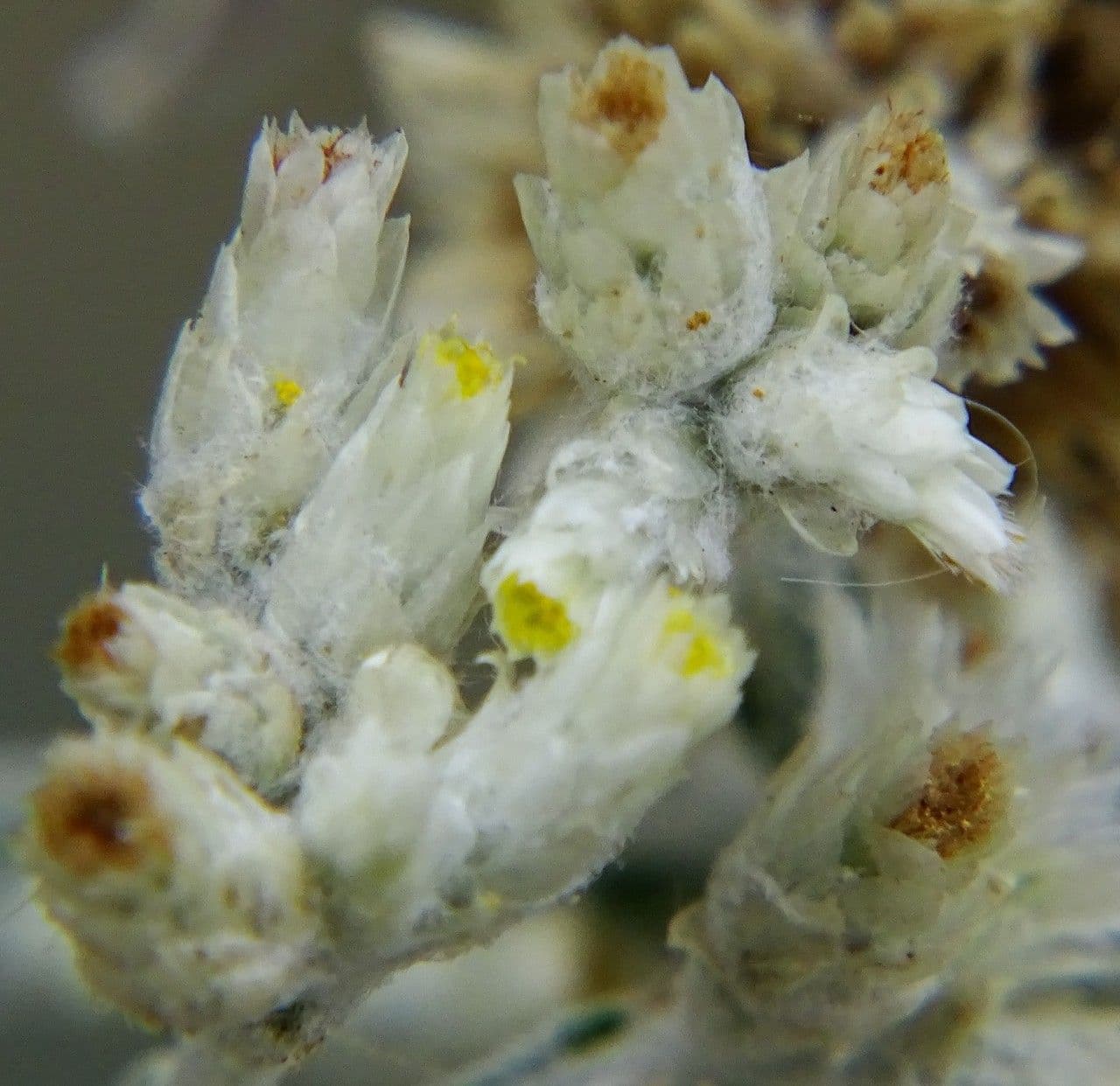 Pseudognaphalium