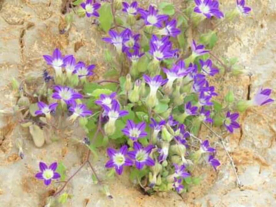 Campanula