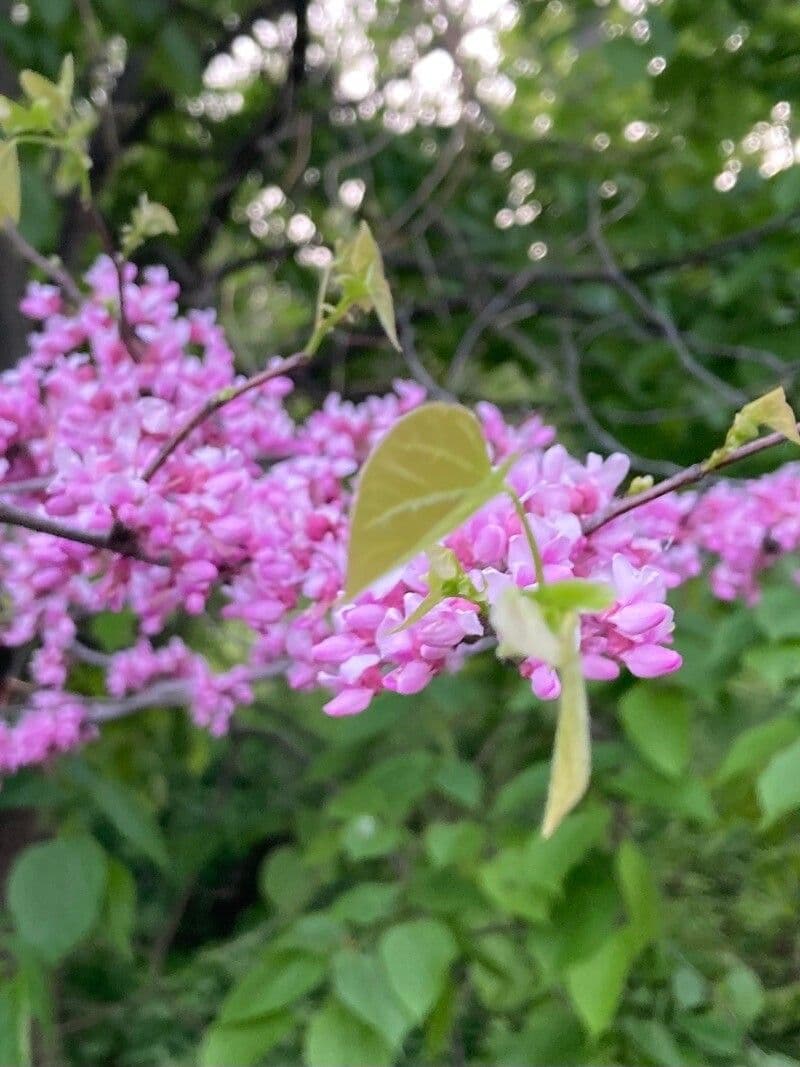 Kanadischer Judasbaum 29