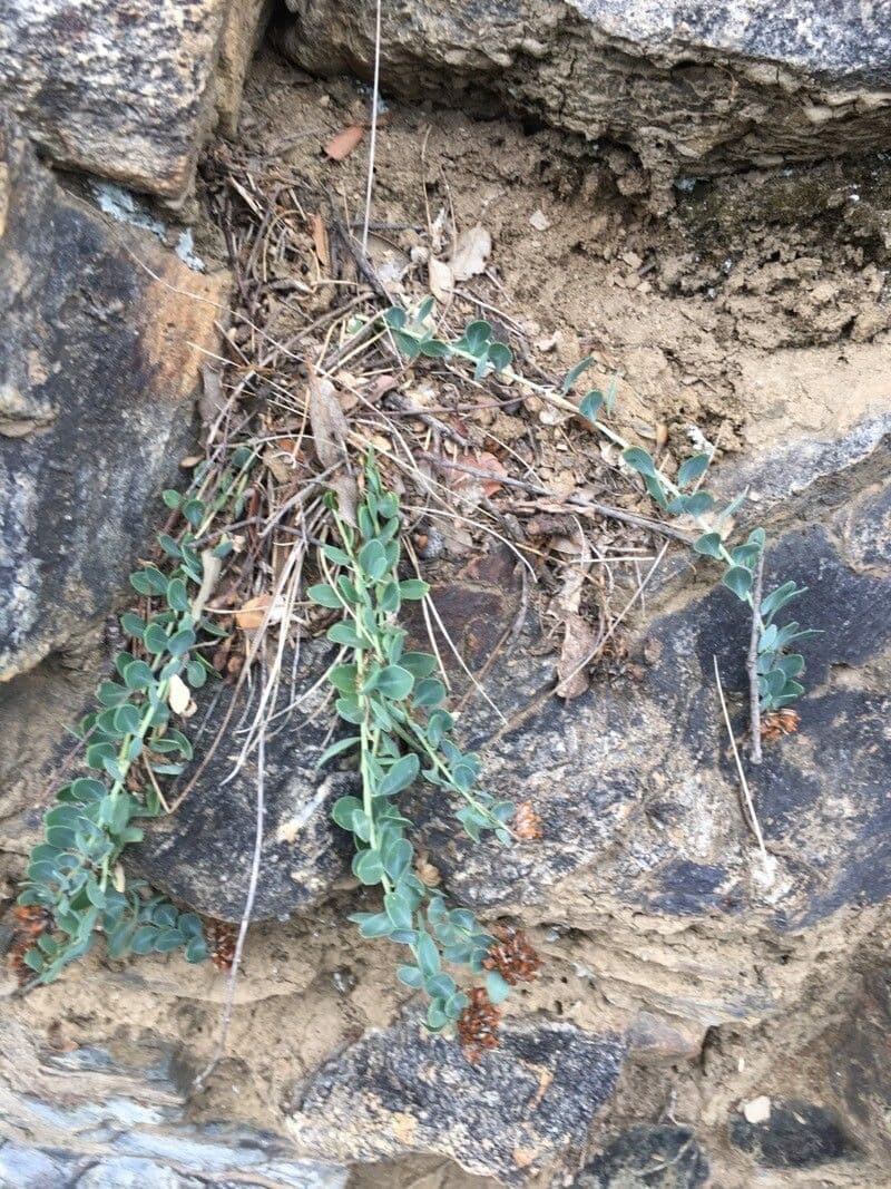 Telephium imperati 16