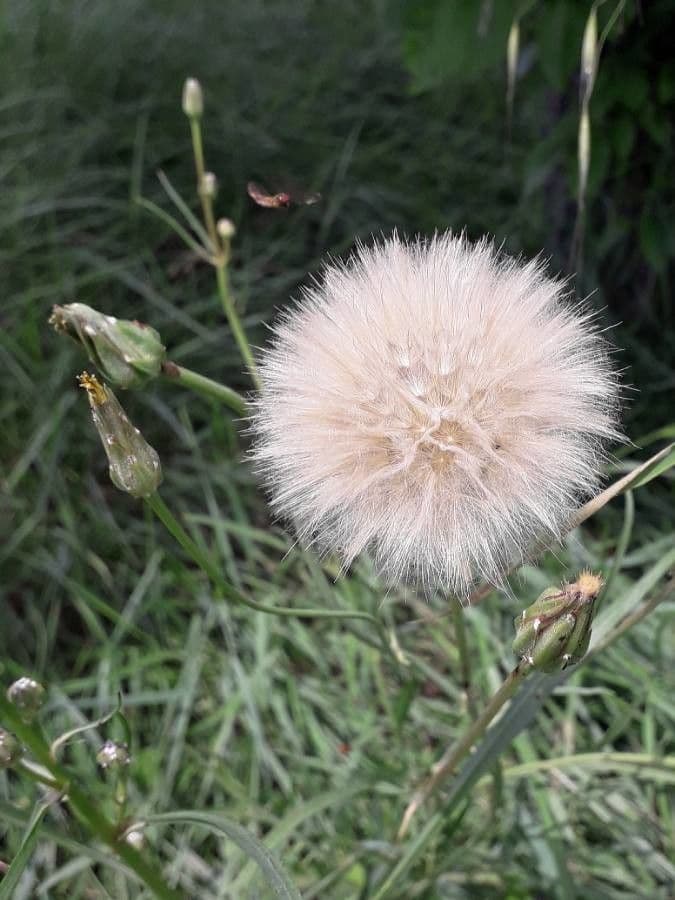 Amargón 5