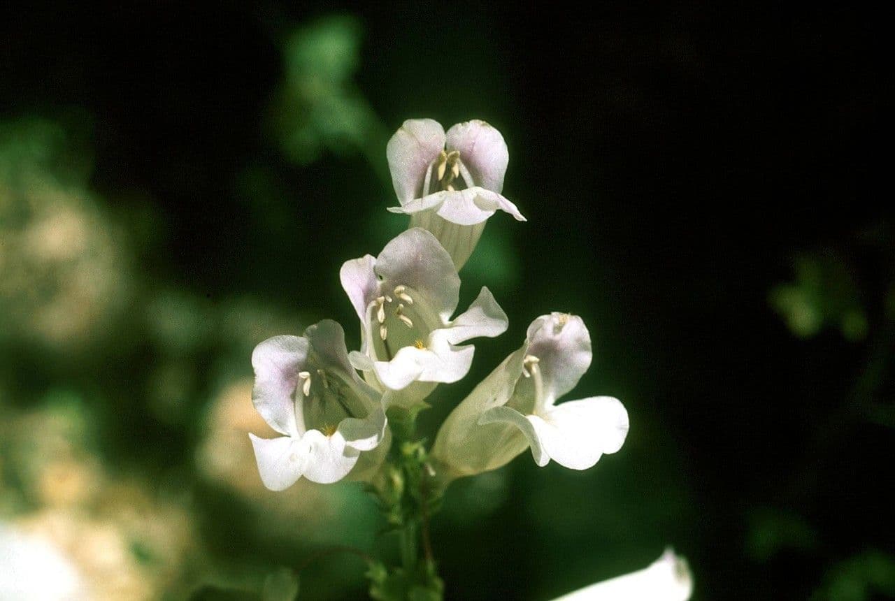 Penstemon hladký 2