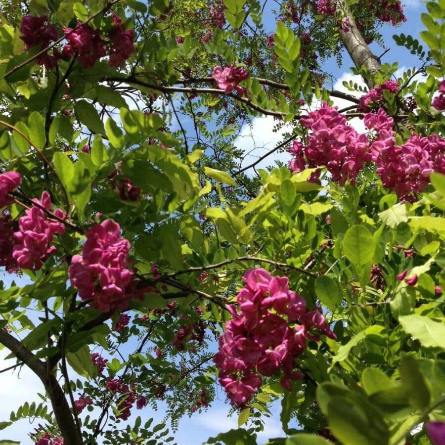 Robinia ispida 14