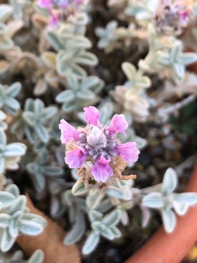 Sideritis 2