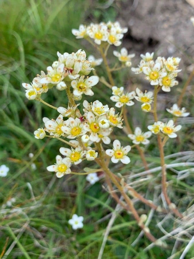 Saxifrage paniculée 9