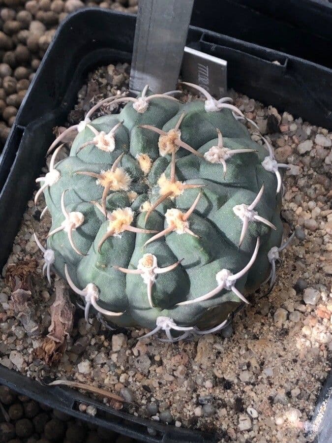Cactus