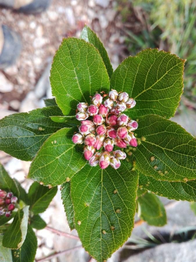 Cotonéaster alpin 18