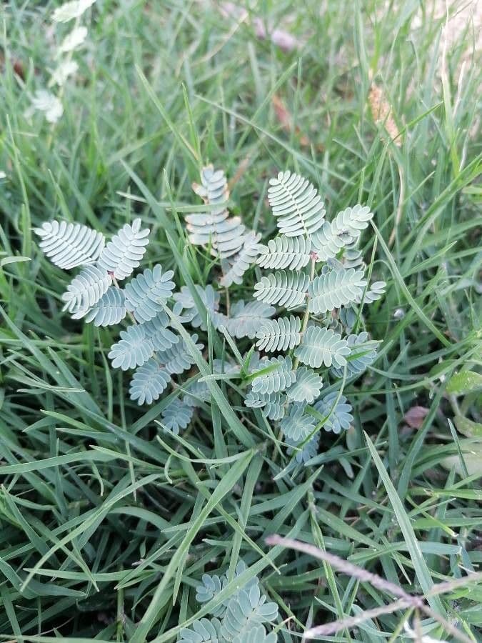 Hoffmannseggia glauca 14