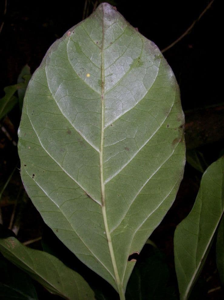 Dendropanax arboreus 14