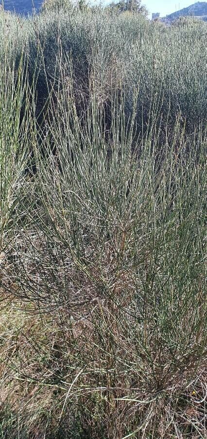 Ginestra irta 13