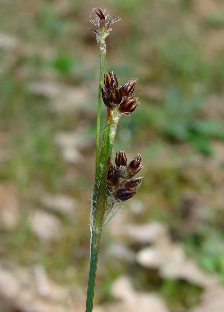 Erba lucciola comune 5