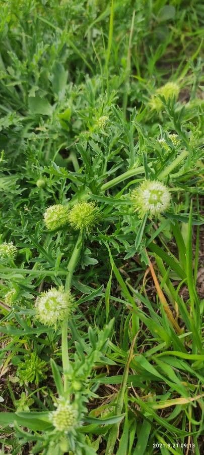 Acicarpha tribuloides 5
