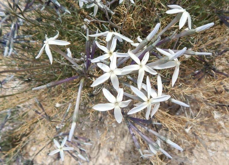 Amsonia 5