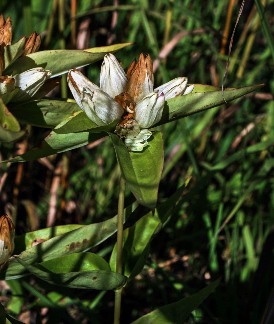 Genziana bianca 4