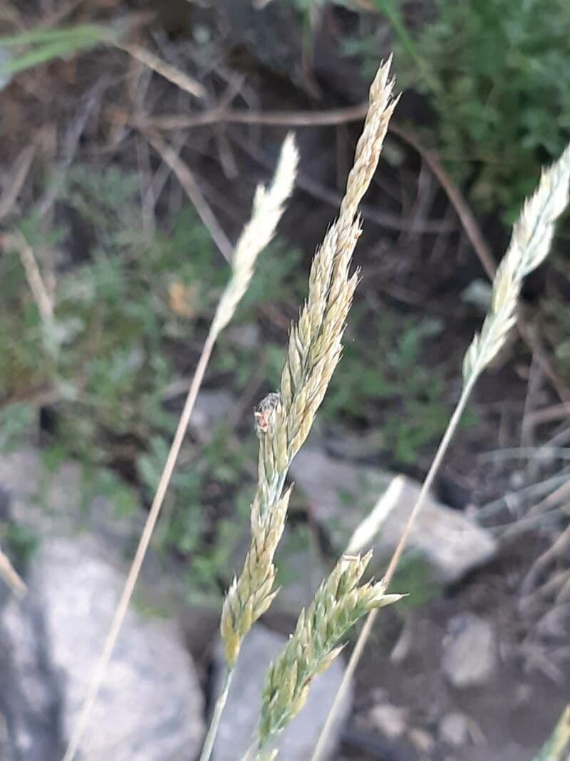 Festuca blu 6