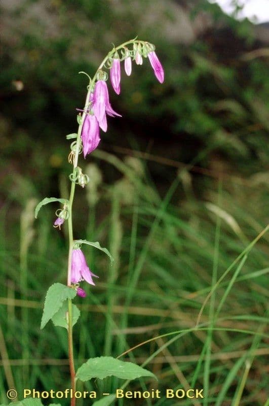 Acker-Glockenblume 26