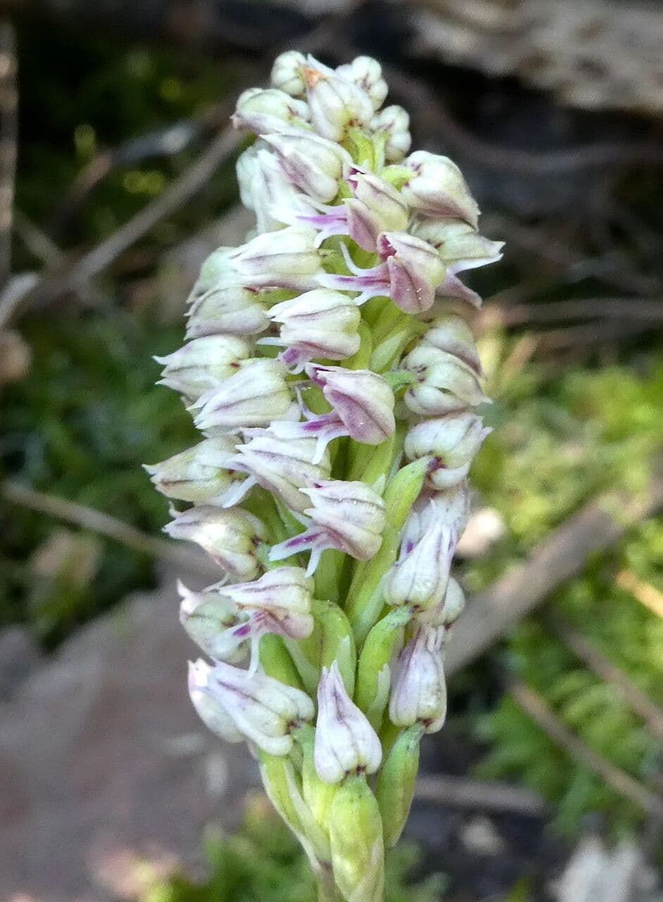 Orchidea maculata 9