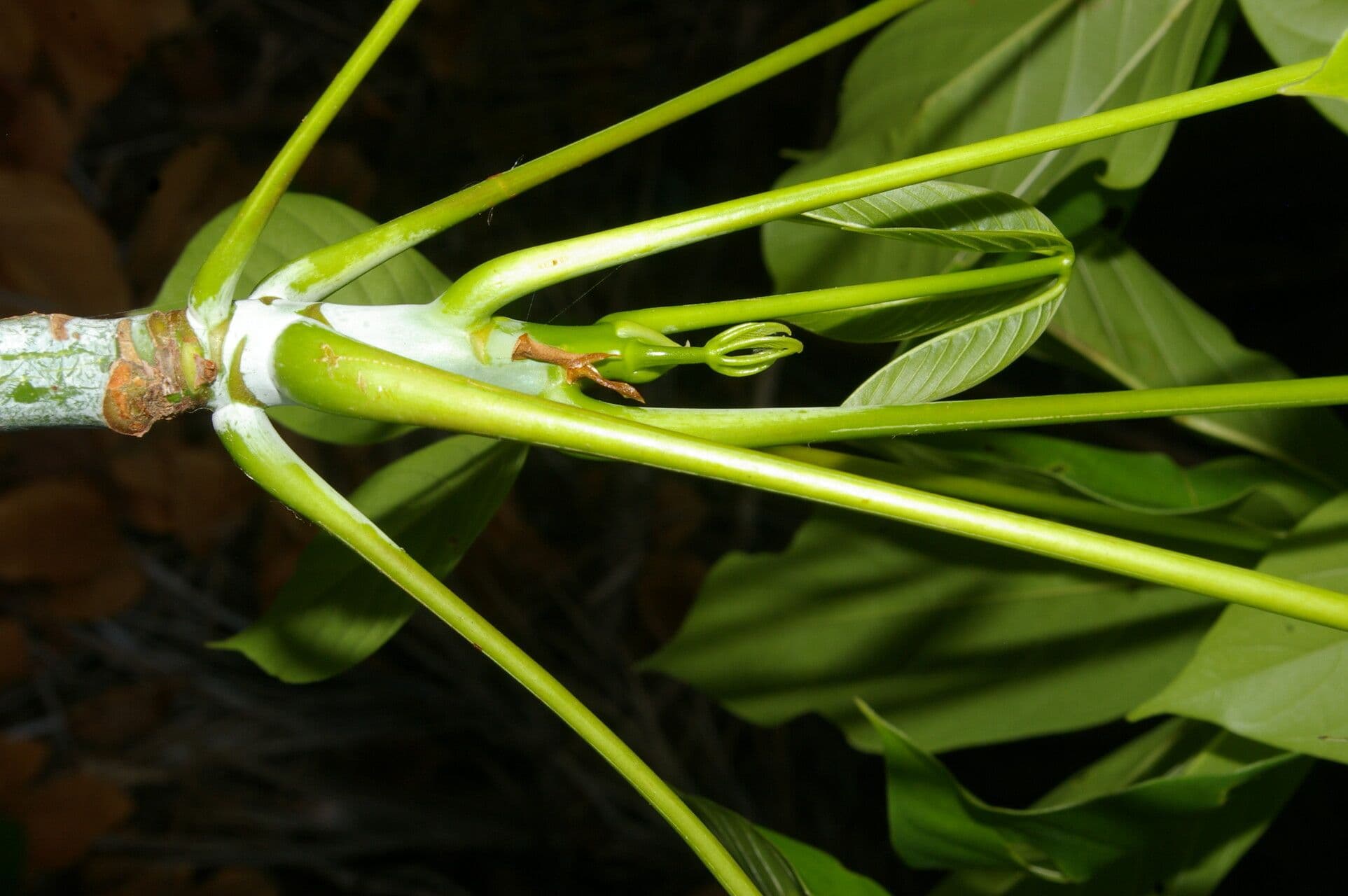 Siebenlappiger Pseudobombax